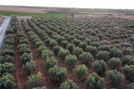 Cultivating Excellence: Olive Grove Chronicles